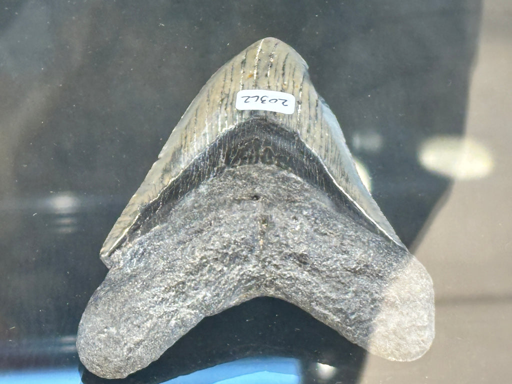 20362 MEGALODON TOOTH 4.20" W/ CASE