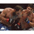 Paulo Costa Borrachinha Hand Signed 8x10 Photo UFC Fighter JSA COA Autograph